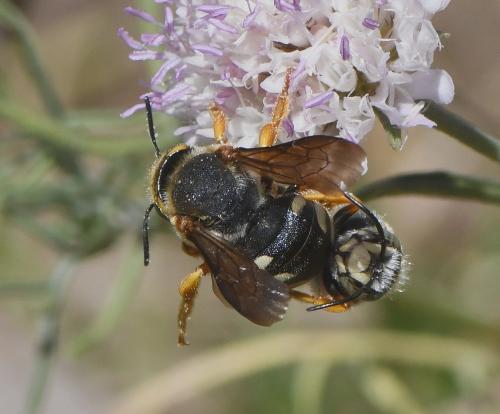 Réf. 233 016 : Rhodanthidium septemdentatum